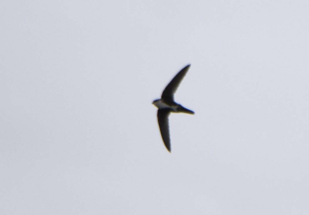 White-throated Swift - Mark Peterson