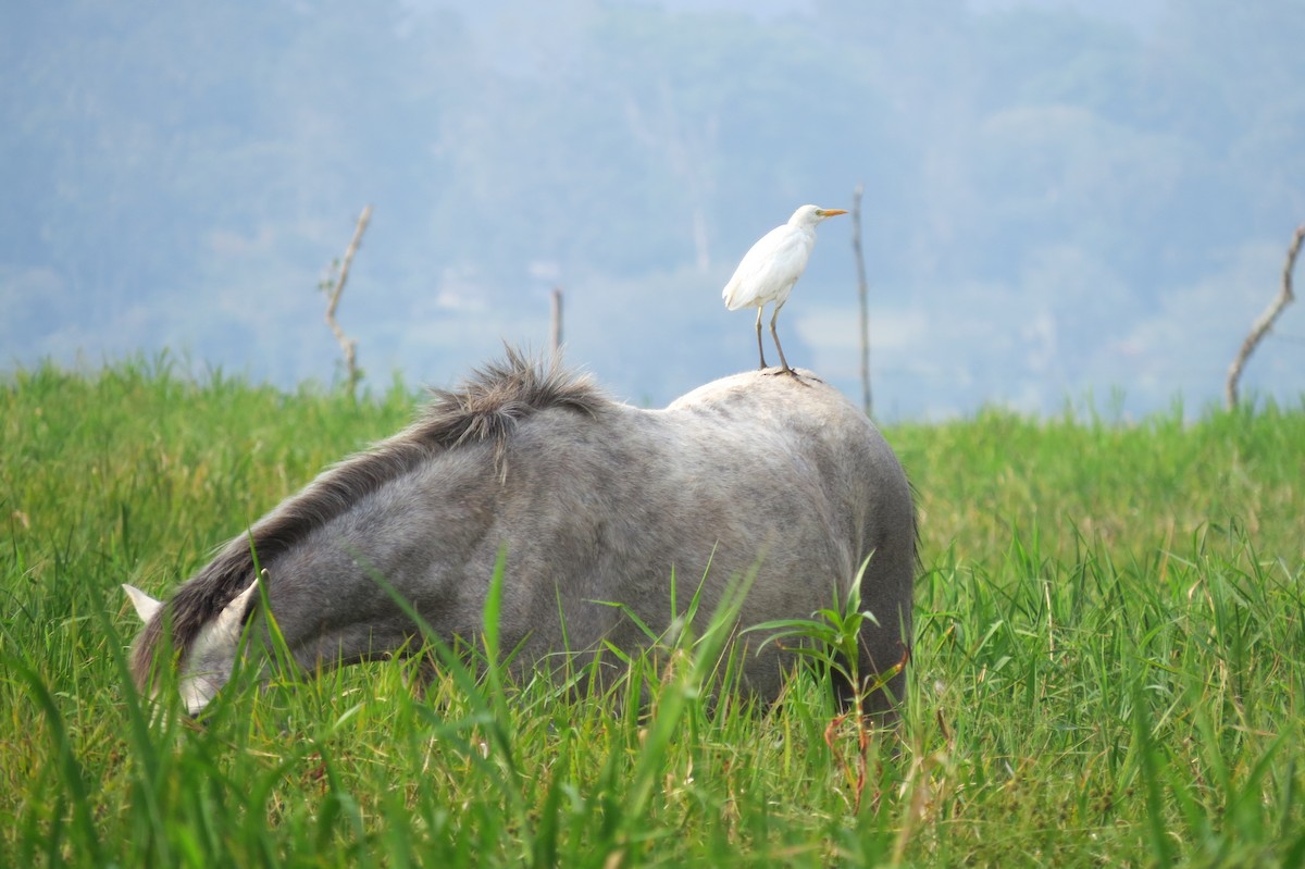 Western Cattle Egret - Oliver  Komar