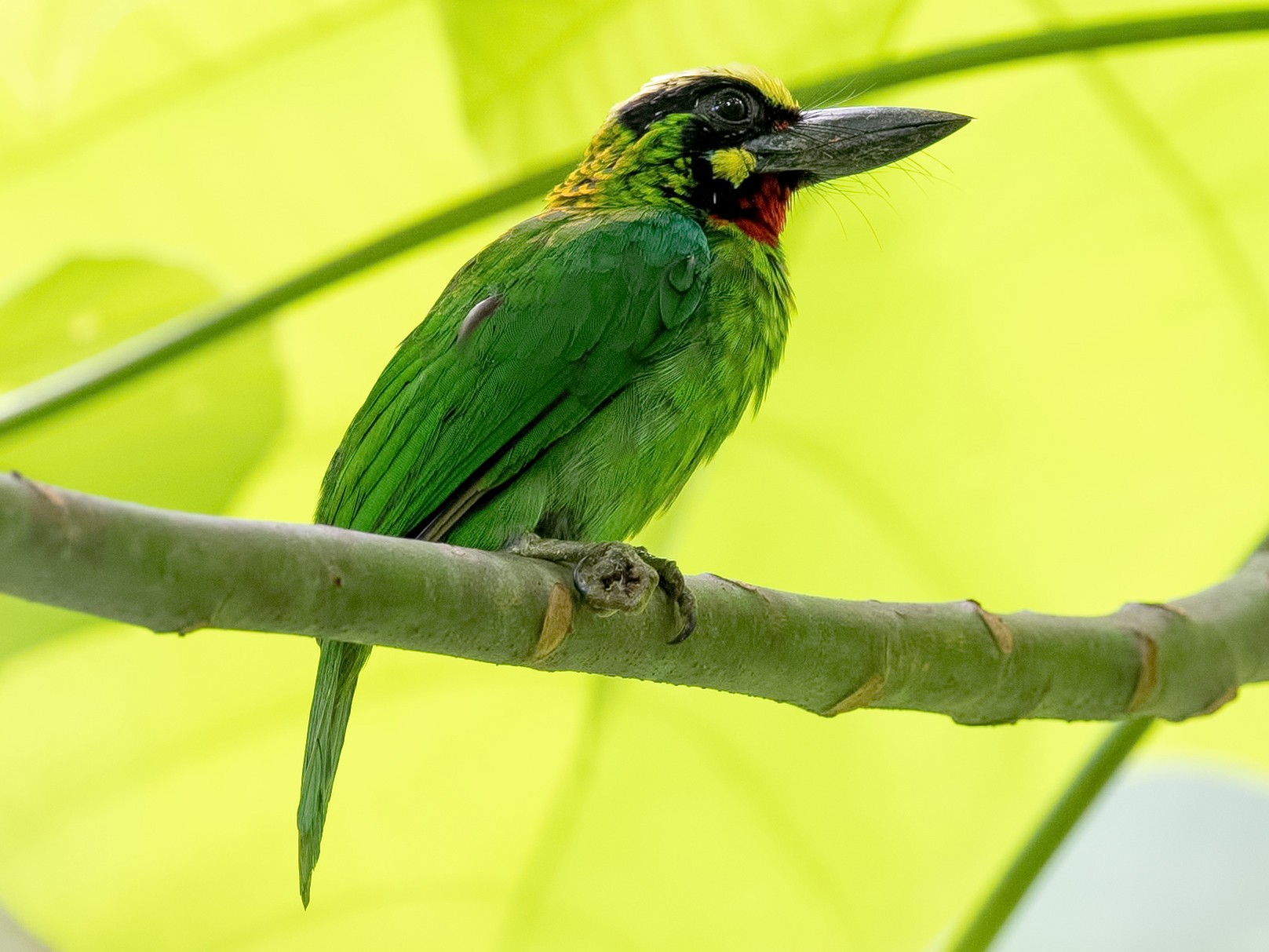 Black-banded Barbet - Shailesh Pinto