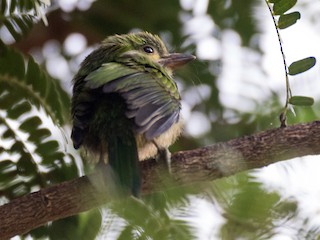  - Yellow-eared Barbet