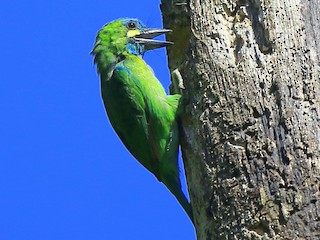  - Yellow-eared Barbet