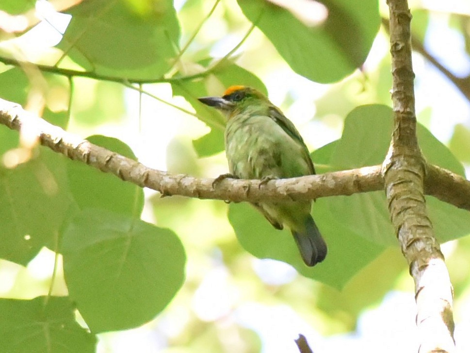 Flame-fronted Barbet - Sze On Ng (Aaron)