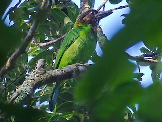  - Brown-throated Barbet