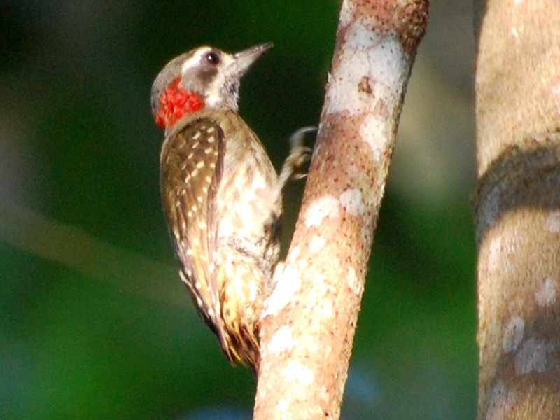Sulawesi Pygmy Woodpecker - Dirk Tomsa