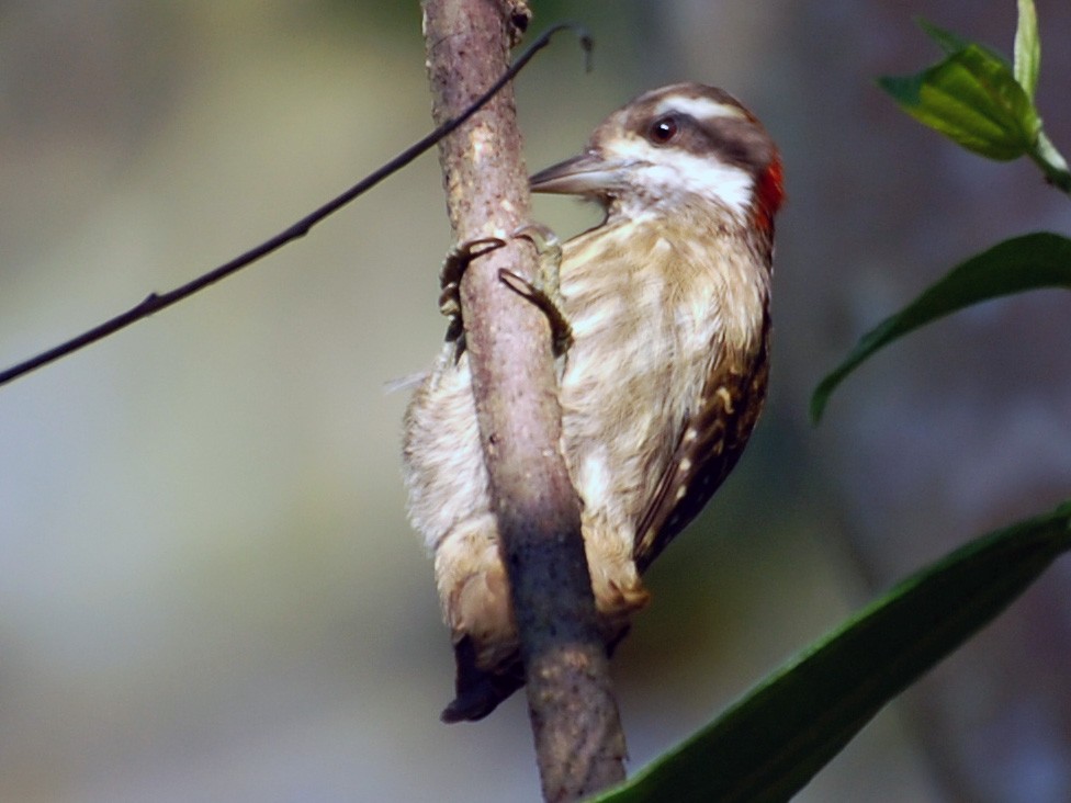Sulawesi Pygmy Woodpecker - Dirk Tomsa