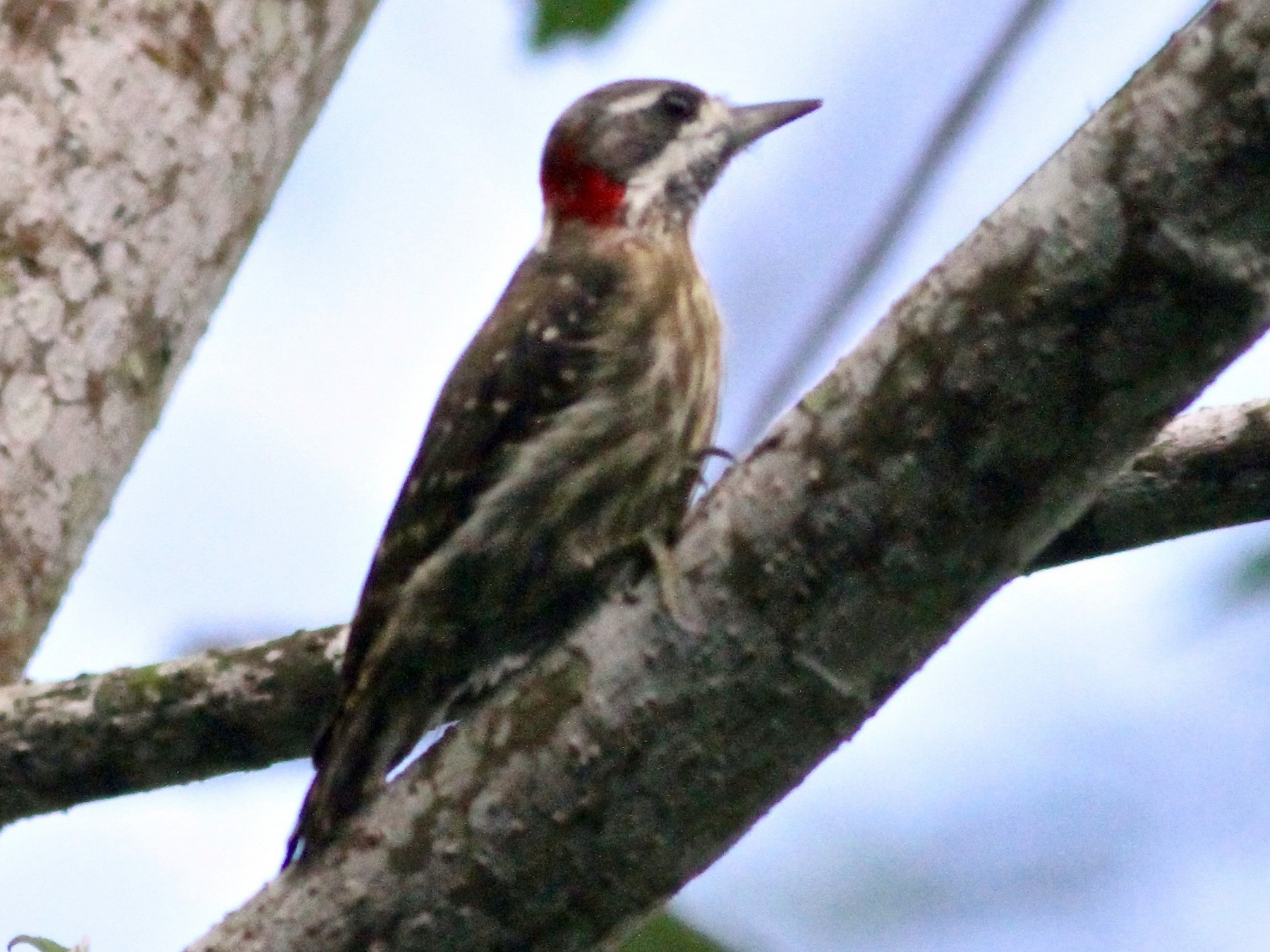Sulawesi Pygmy Woodpecker - Anthony Collerton