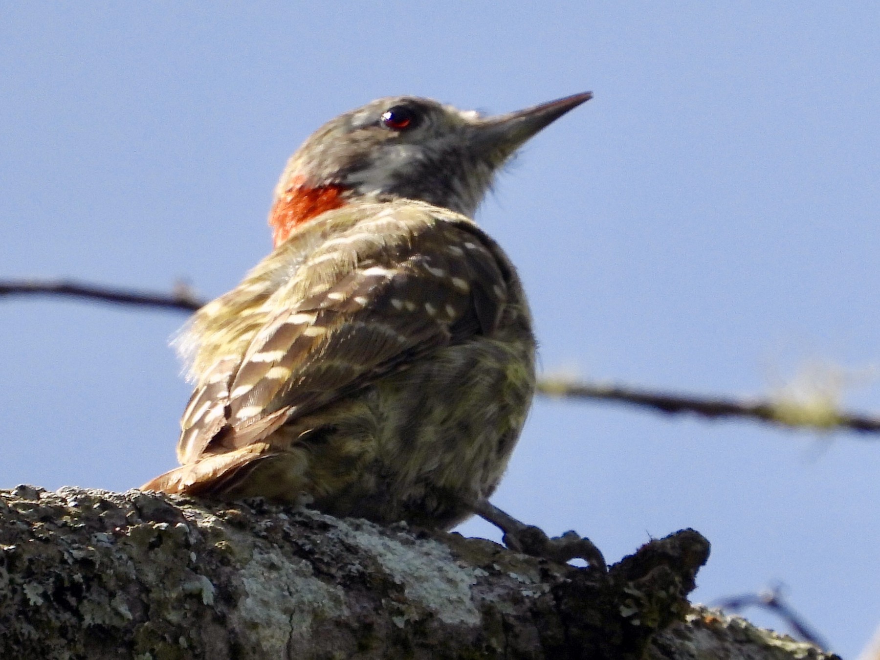 Sulawesi Pygmy Woodpecker - GARY DOUGLAS