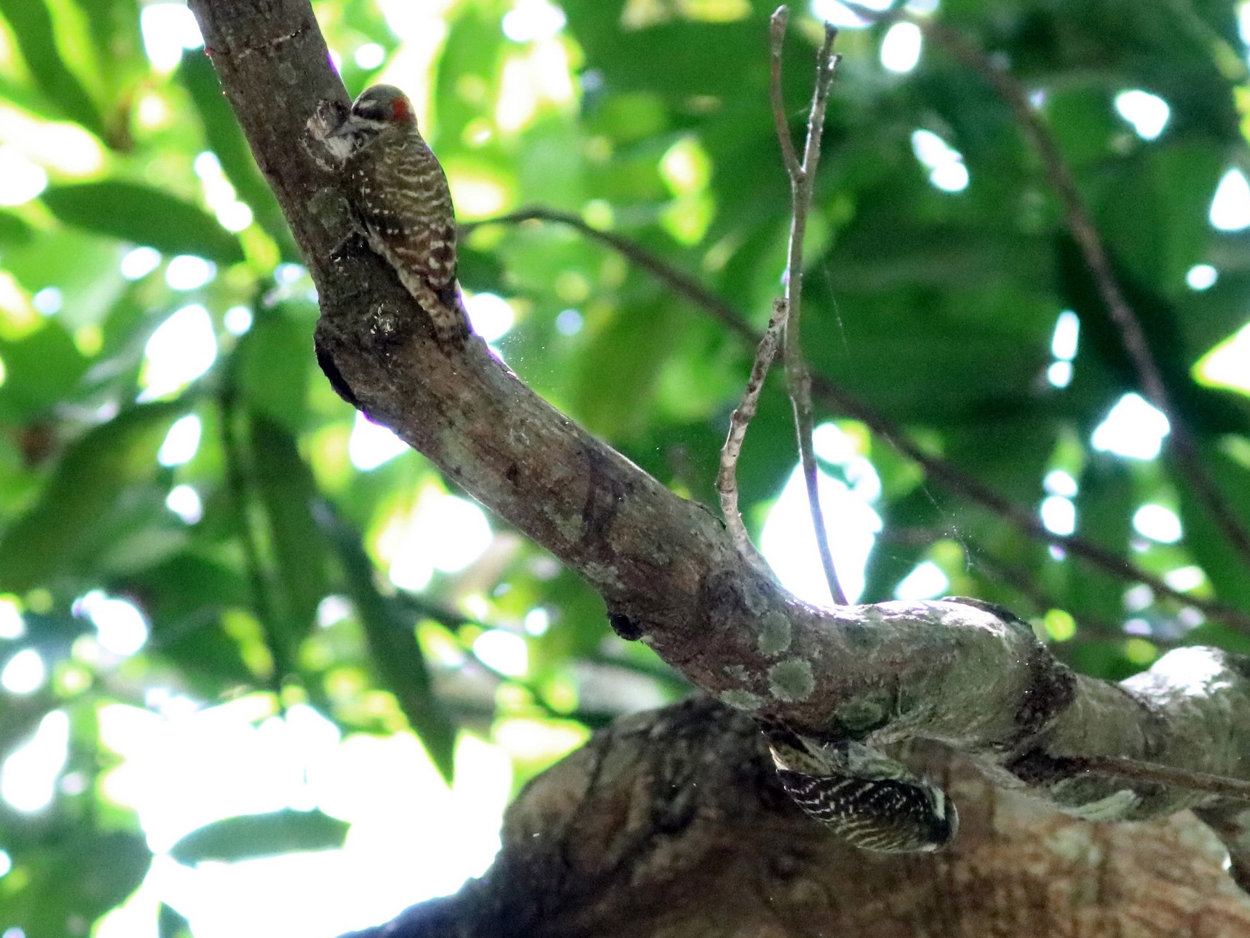 Sulawesi Pygmy Woodpecker - John Drummond