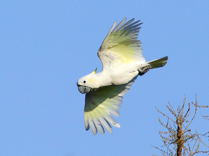 Yellow-crested Cockatoo - Tim Avery