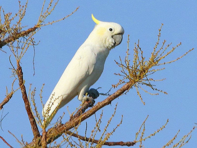 Yellowcrested Cockatoo eBird