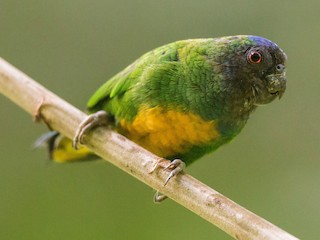  - Geelvink Pygmy-Parrot