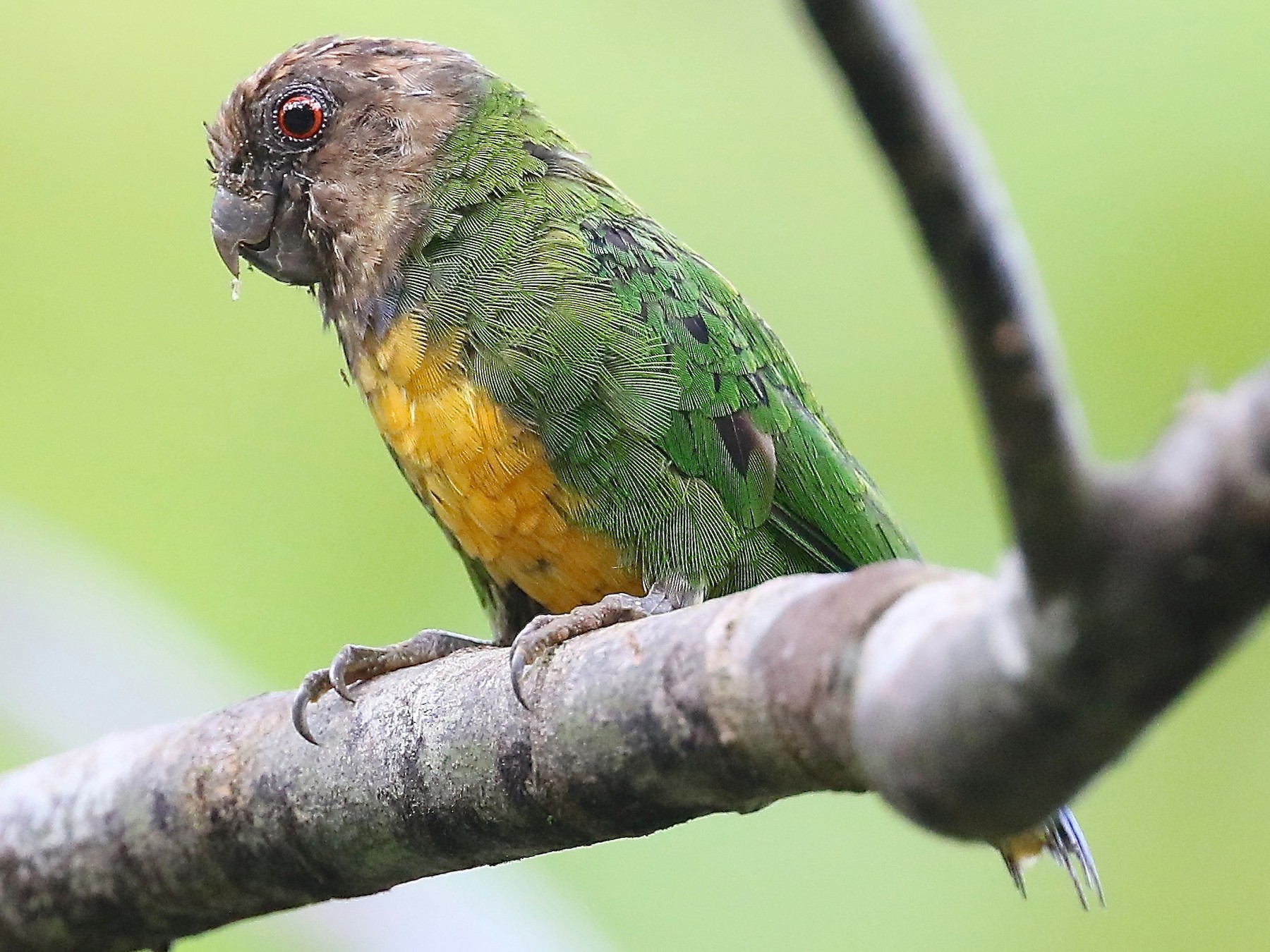 Microloro de Geelvink eBird