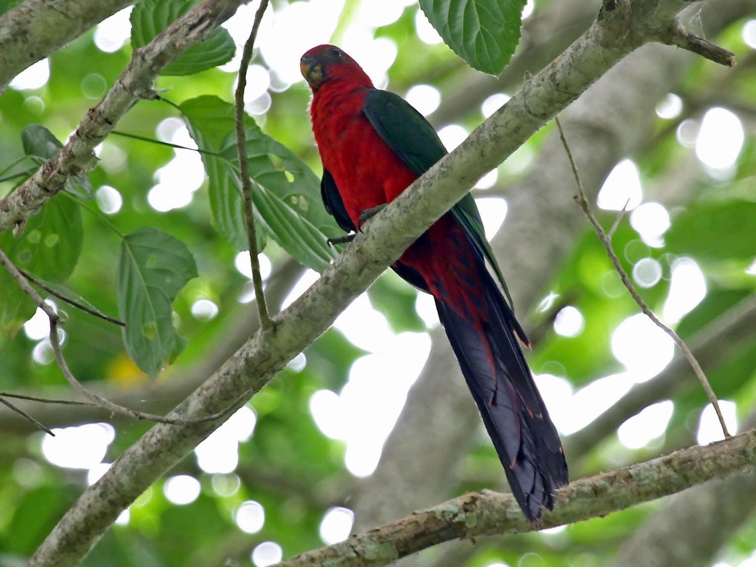 Moluccan King-Parrot - Phillip Edwards