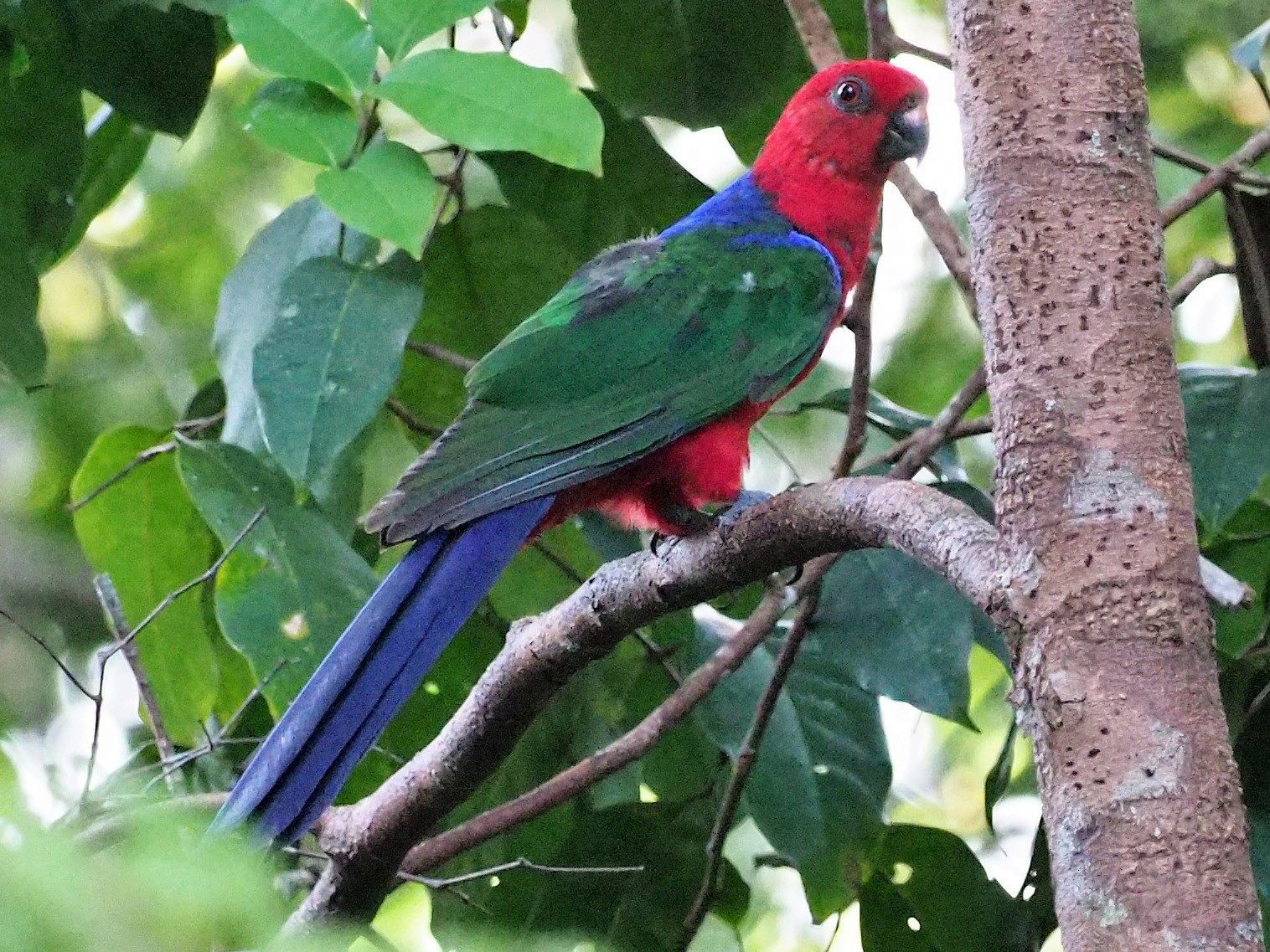 Moluccan King-Parrot - Richard Pollard