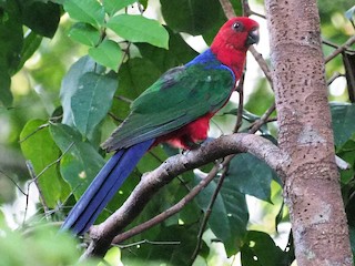  - Moluccan King-Parrot