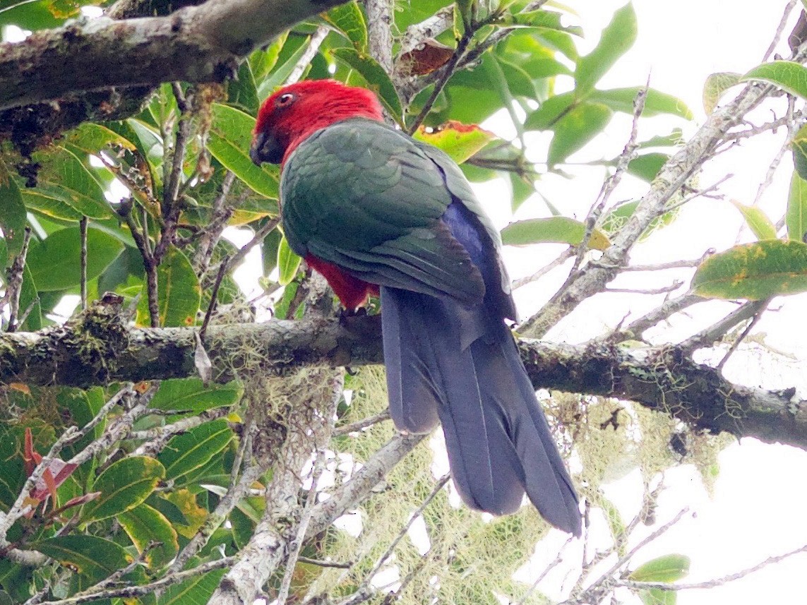 Moluccan King-Parrot - Anonymous