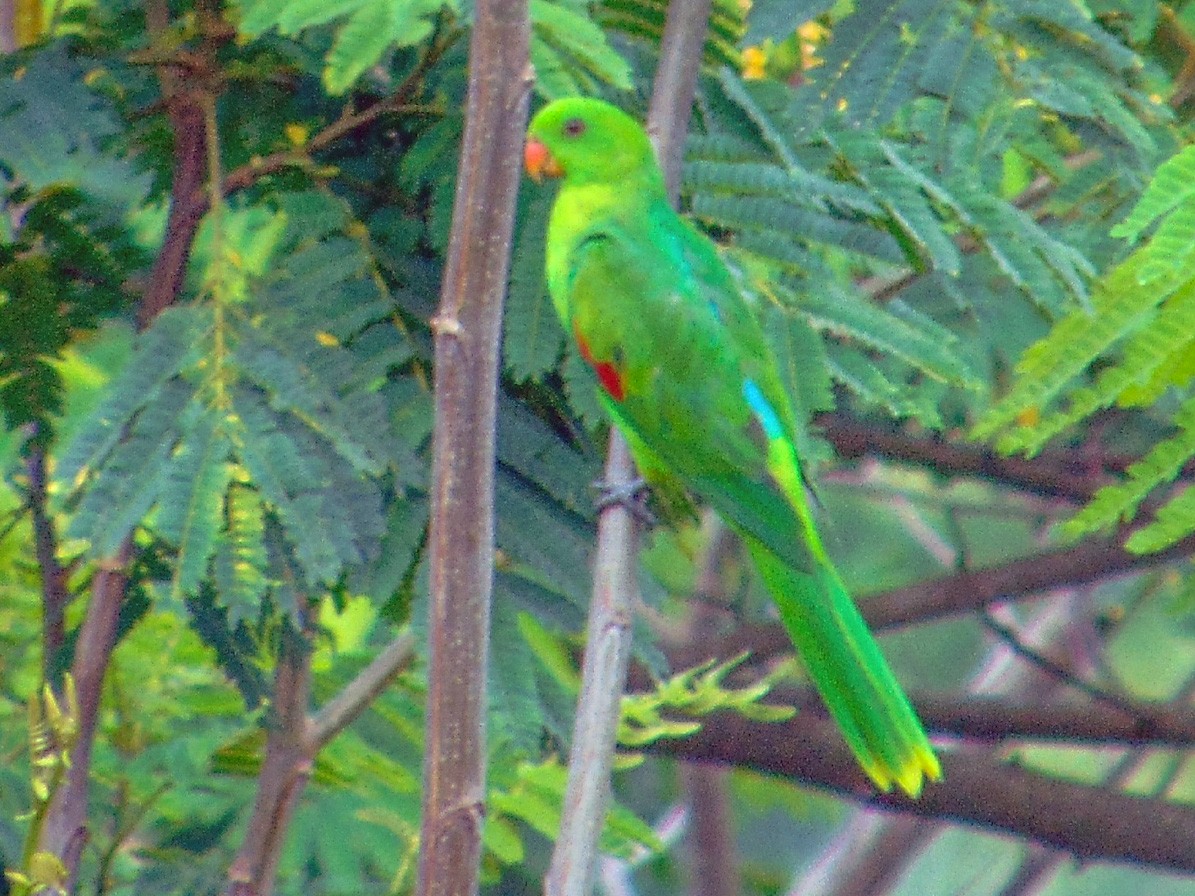 Oliveshouldered Parrot eBird