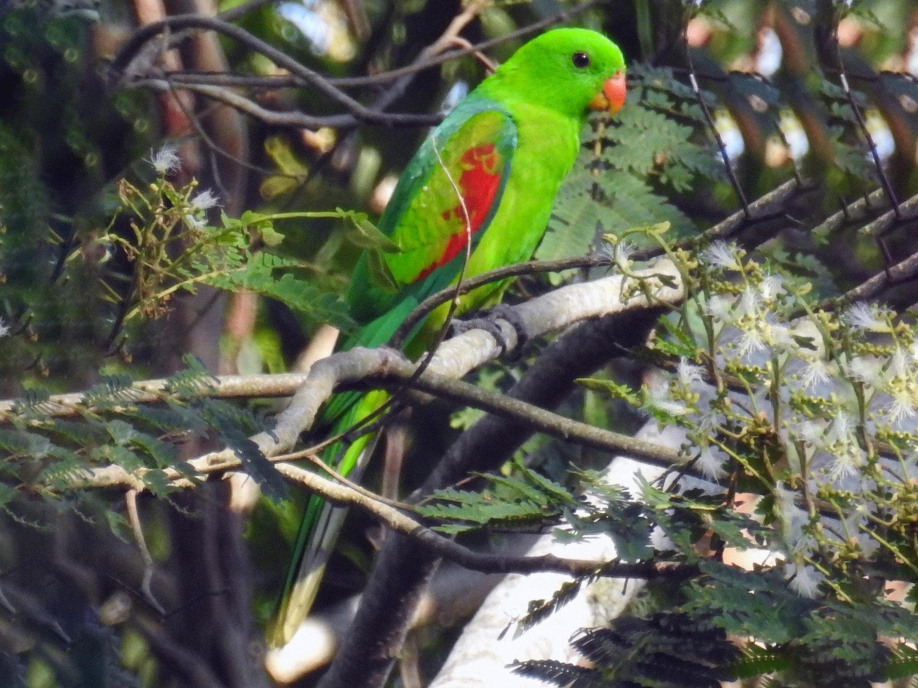 Olive-shouldered Parrot - Colin Trainor