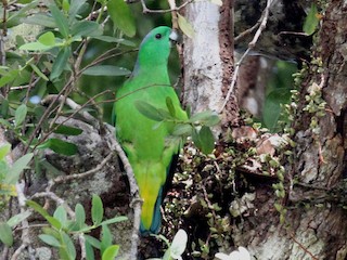 Buru Racket-tail - eBird