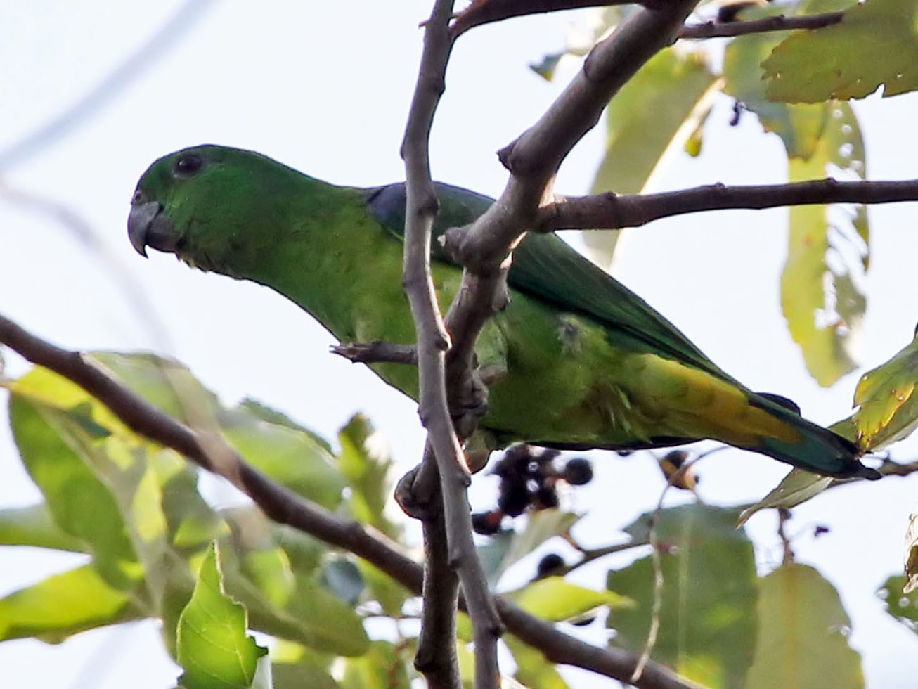 Buru Racquet-tail - eBird