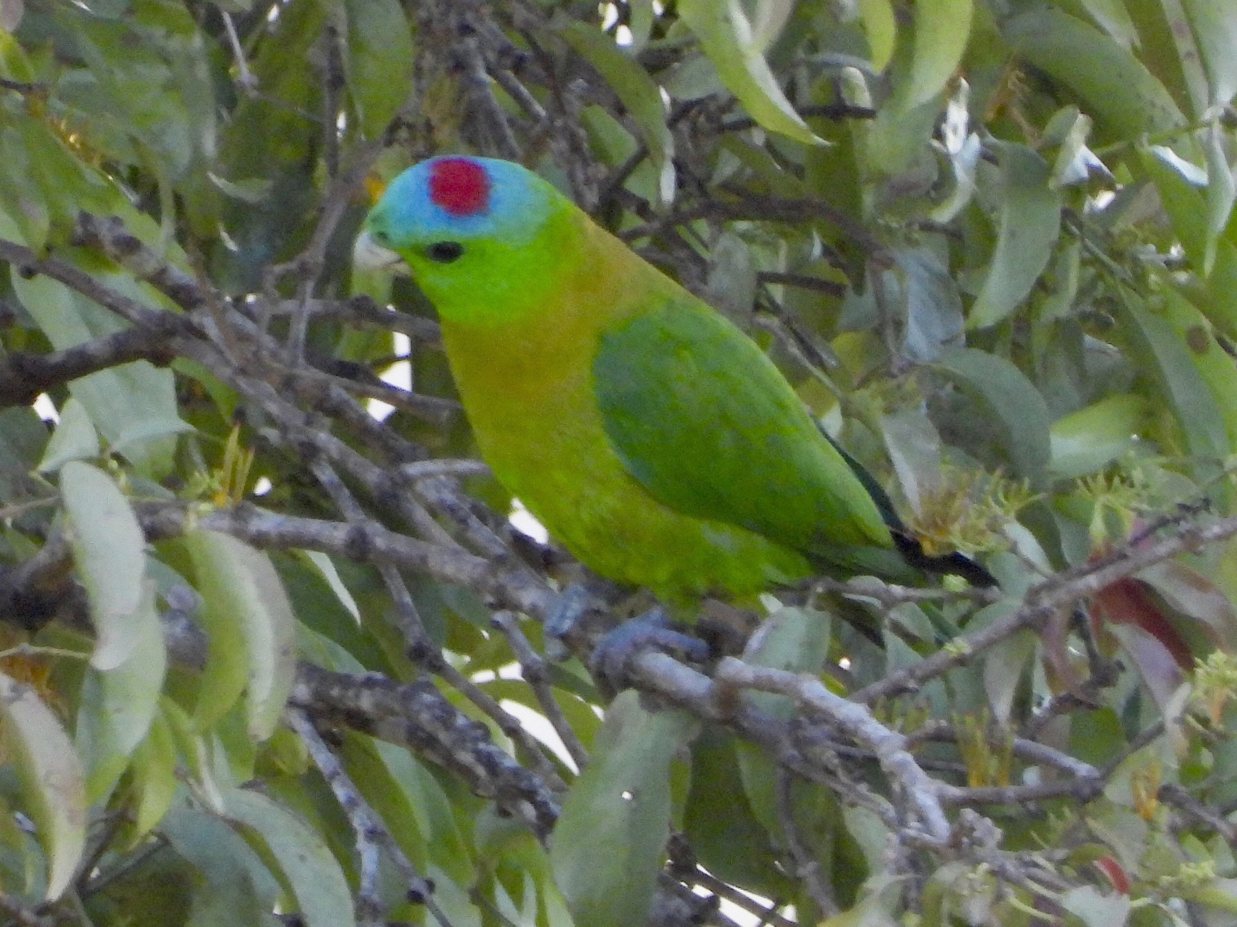 Yellow-breasted Racquet-tail - eBird