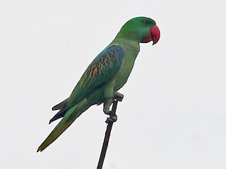  - Great-billed Parrot