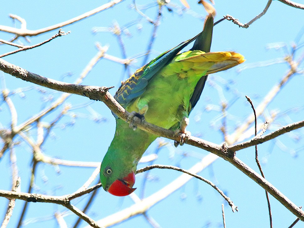 Great-billed Parrot - Tim Avery