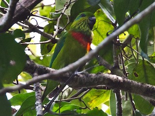  - Salvadori's Fig-Parrot