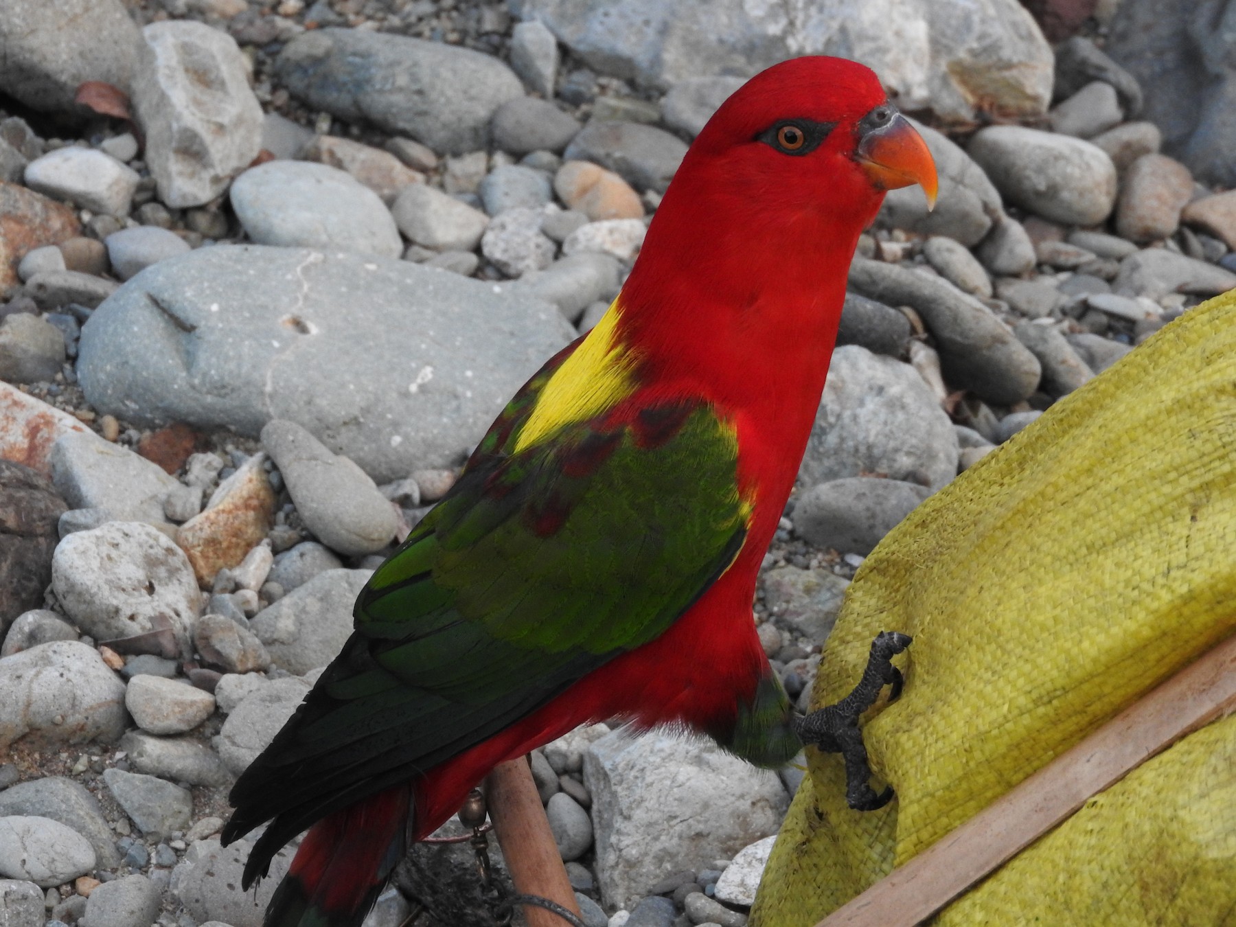 Chattering Lory - Pam Rasmussen