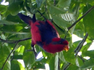  - Red-and-blue Lory