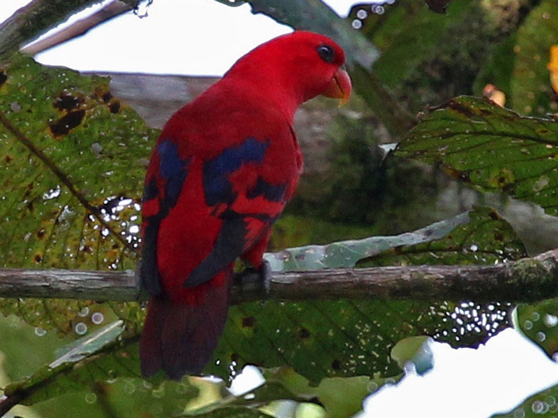 Red Lory - Phillip Edwards