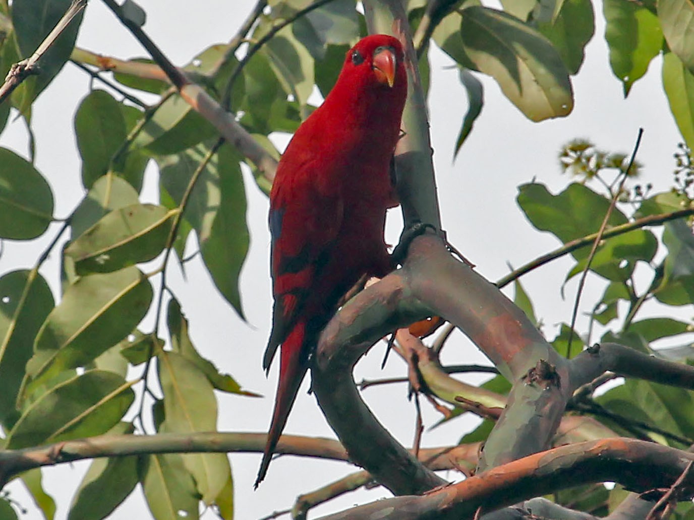 Red Lory - Phillip Edwards