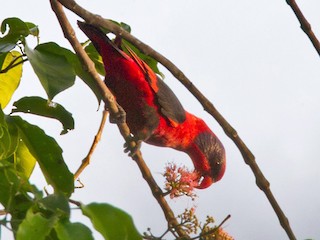  - Black-winged Lory