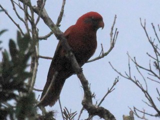  - Blue-eared Lory