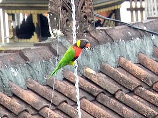  - Sunset Lorikeet