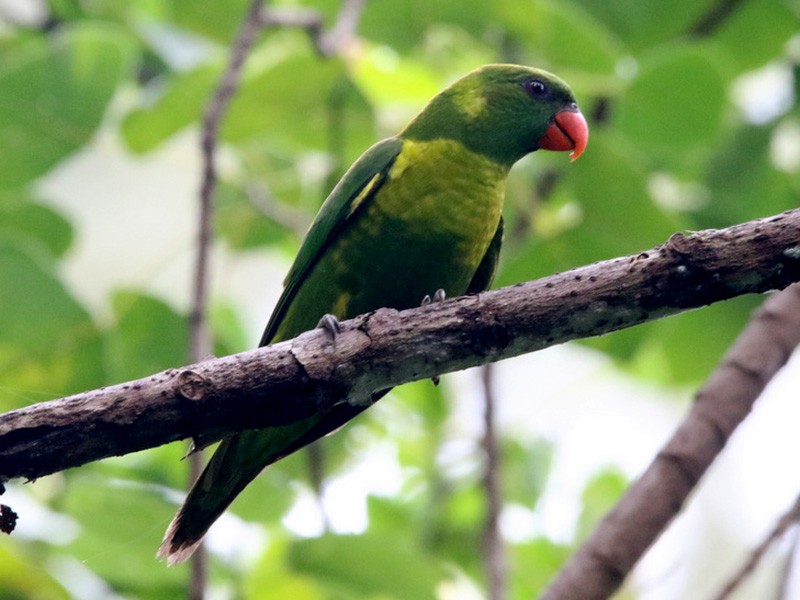 Leaf Lorikeet - Yovie Jehabut