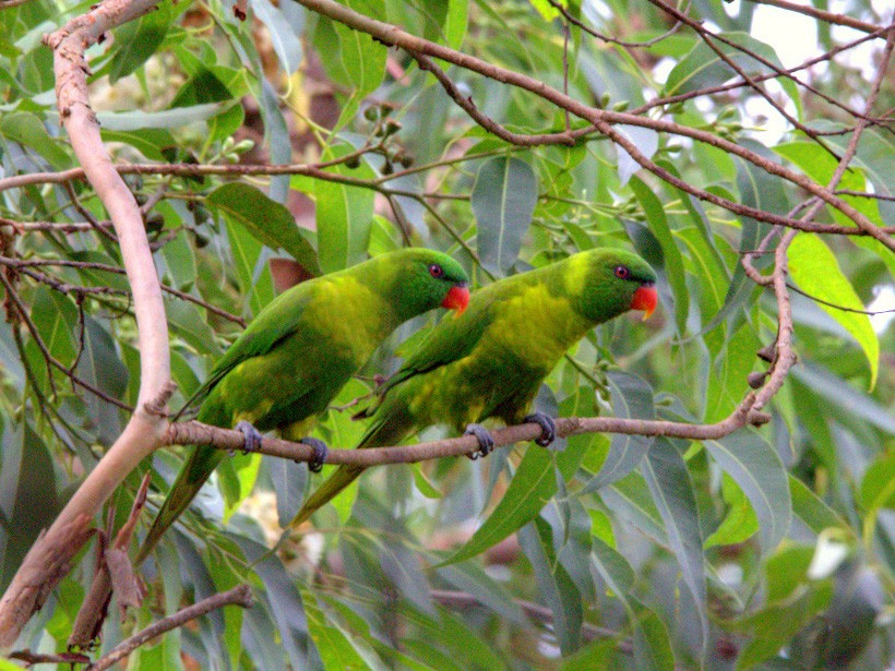 Leaf Lorikeet - Yovie Jehabut