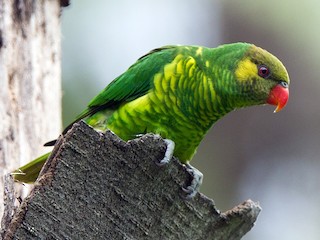  - Yellow-cheeked Lorikeet