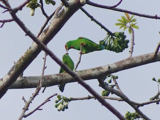 Great Hanging Parrot - eBird