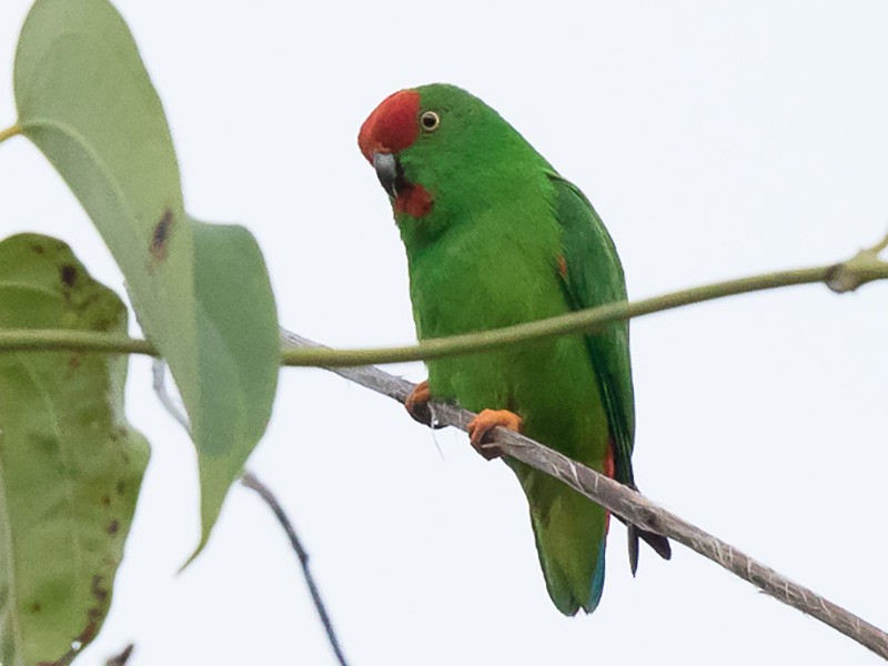 Moluccan Hanging-Parrot - Frédéric PELSY