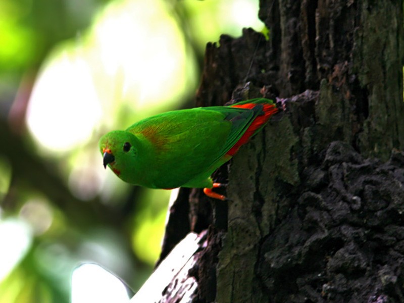 Moluccan Hanging-Parrot - Dubi Shapiro