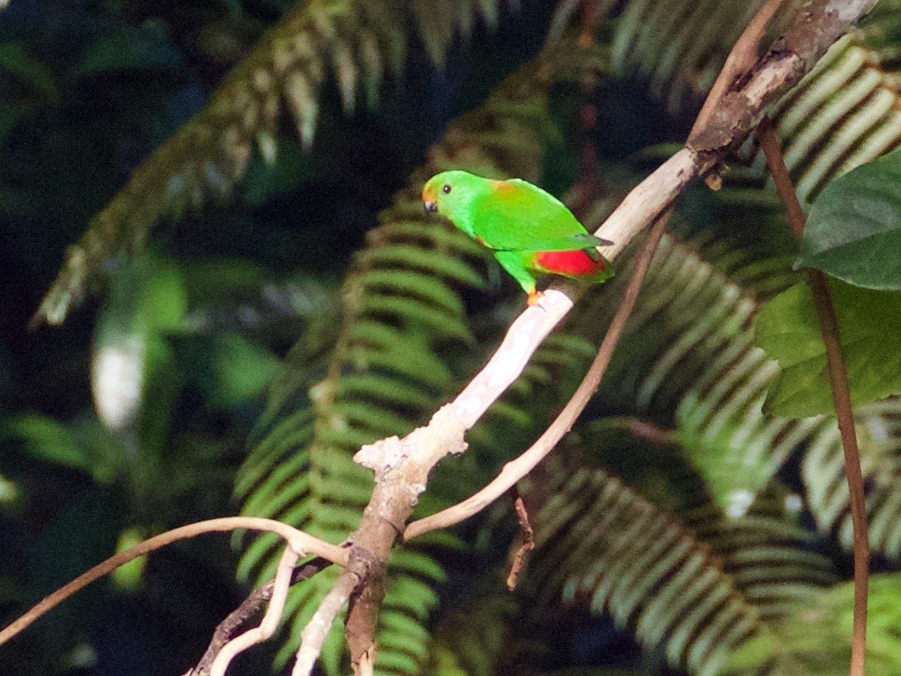 Moluccan Hanging-Parrot - Scott Baker