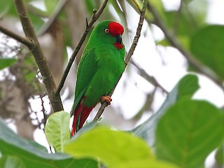  - Sangihe Hanging-Parrot