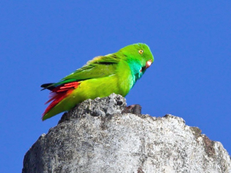 Pygmy Hanging-Parrot - Simon Mitchell
