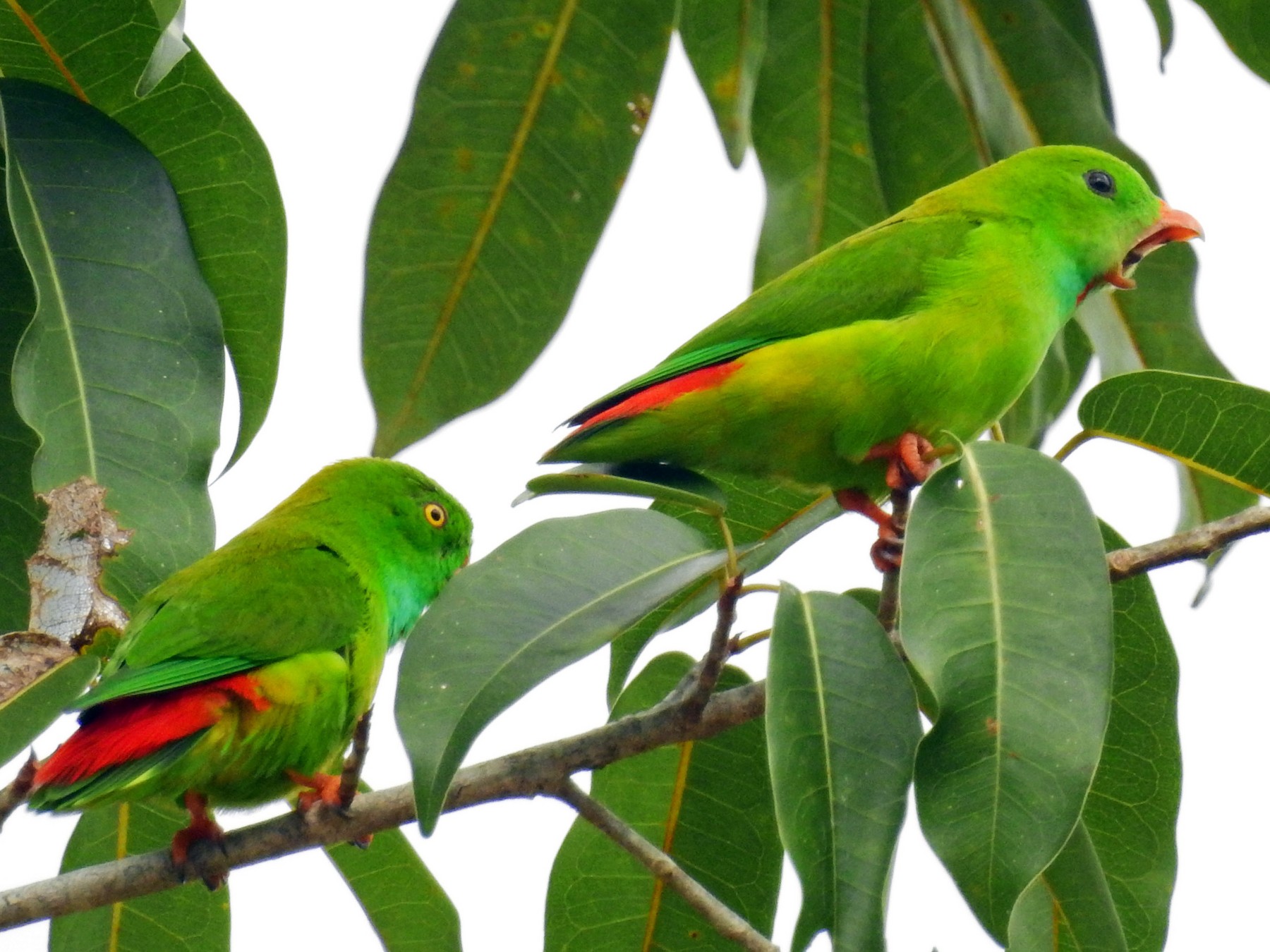 Pygmy HangingParrot eBird