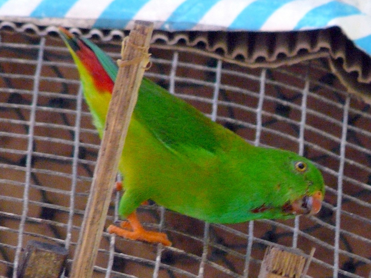 Pygmy Hanging-Parrot - Peter Waanders