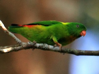 キムネサトウチョウ - eBird