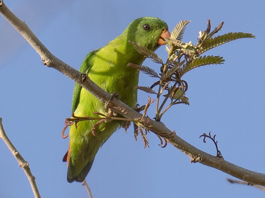 Yellow-throated Hanging-Parrot - Michael Fuhrer