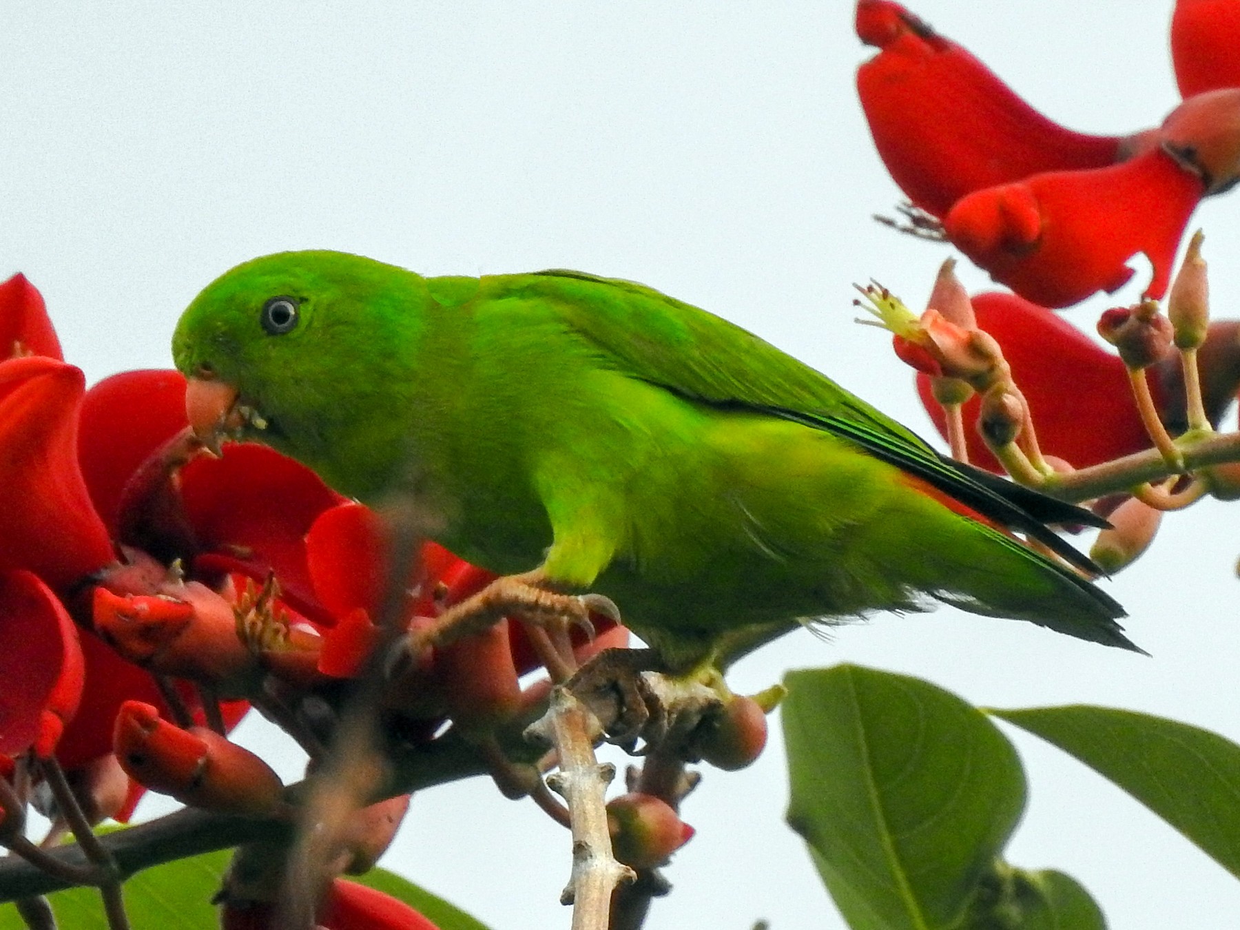 Yellow throated Hanging Parrot eBird