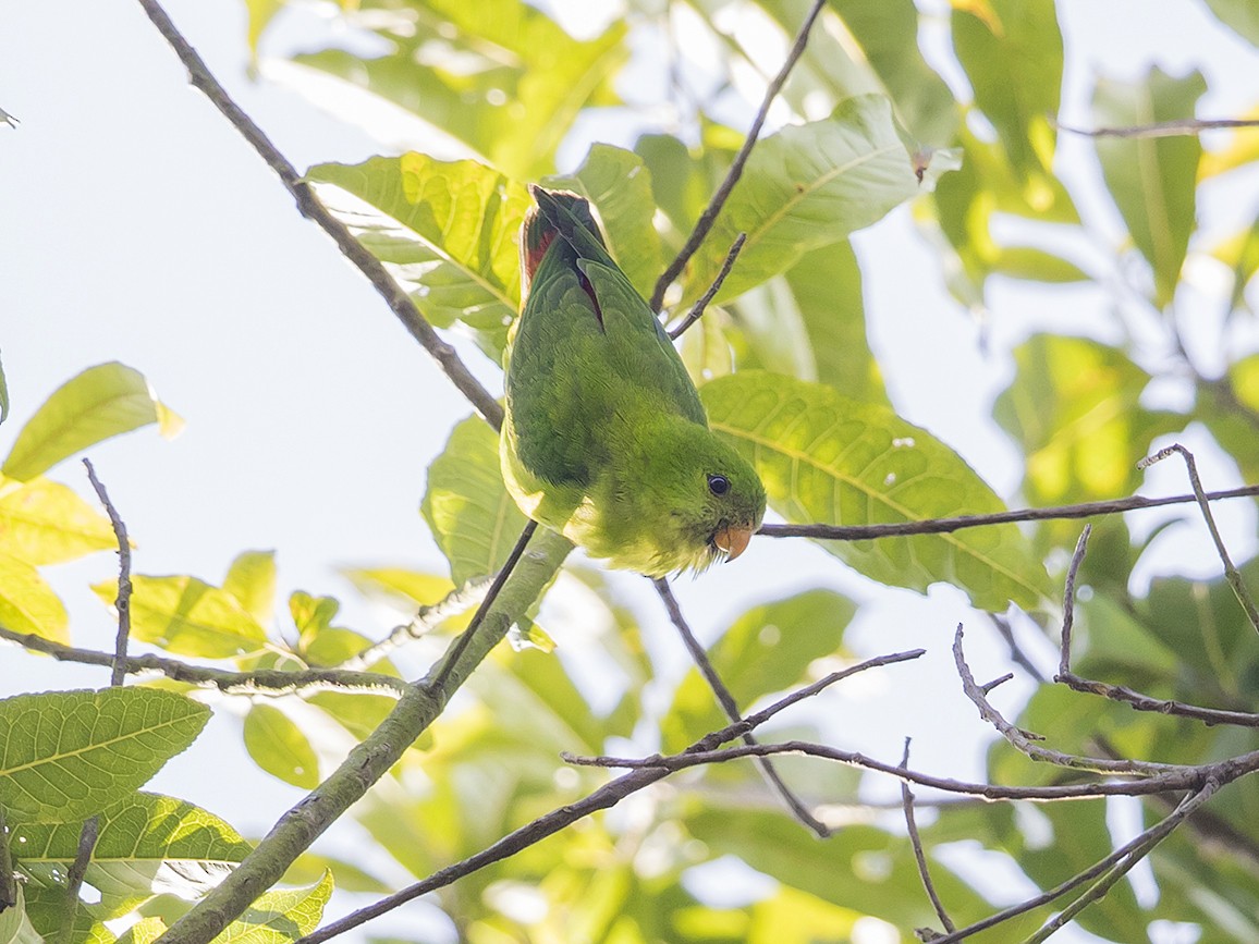 Yellow-throated Hanging-Parrot - Matthew Kwan